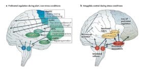 stress ở bộ não